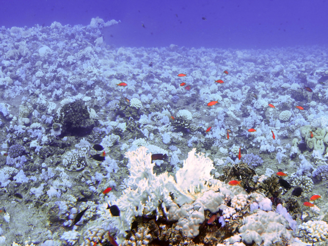 Location: Farasan Banks, Red Sea, Saudi Arabia A bleached offshore reef flat in the Farasan banks in 2015 during the 2015/2016 global coral mass bleaching event. Large parts of the extensive coral reef system in the Farasan banks were bleached down to 30 m depths. The bleaching was linked to extended elevated temperature in the Red Sea. (Photo courtesy: Till Röthig, coral reef scientist)